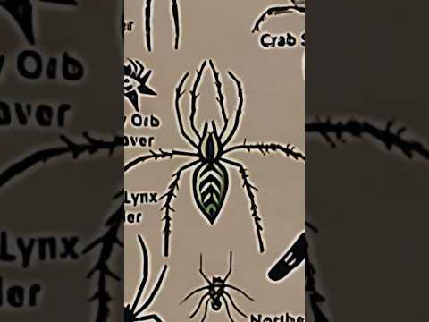TYPES OF SPIDERS|GREEN LYNX SPIDER|PART-16|#creature#spider @LIKEMYTH