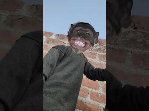 Funny monkey video #funnyvideo #trandingshorts