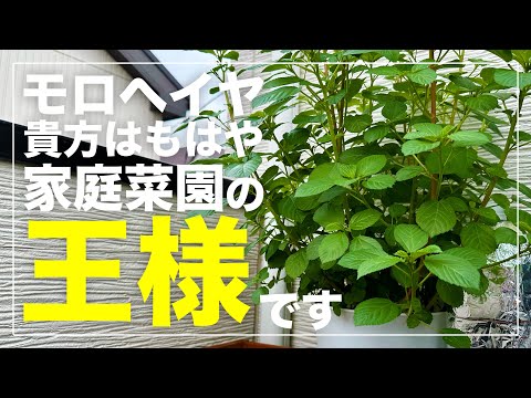 【王様の野菜】モロヘイヤを植木鉢で水耕栽培したら簡単すぎてキングでした｜種まきから収穫、種取りまで！種プレゼントします！