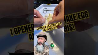 I found this in a snake egg! #molinarosnakelab #snakeegg #roualpython #python #snakebreeder #shorts