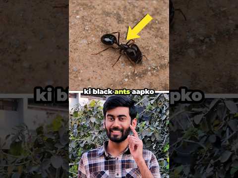 Why you don't feel bites of black ants #shorts #interestingfacts