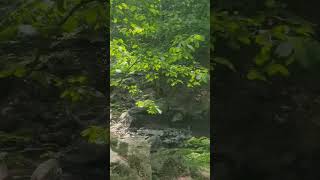 Hiking at Hacklebarney State Park In New Jersey #newjersey#hiking#trailstoazure#familyvlog#family