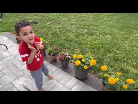 Aadi throwing bread cake party for ants