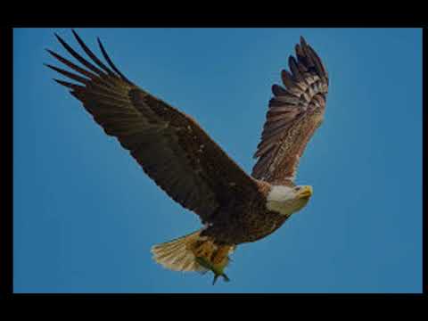Birds & Their Beautiful Sounds"