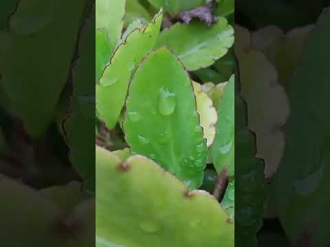 Evening time nature views #shorts #viralvideo #viralvideo #naturelover