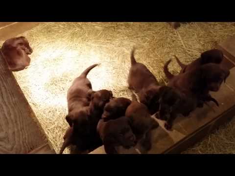 Bailey -X- Griz -- 2014 (2)