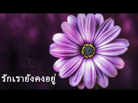 รักเรายังคงอยู่