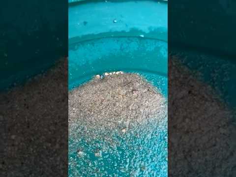 Garrett Gold Trap Pan in a Forgotten 1800s NC Gold Creek! #goldprospecting
