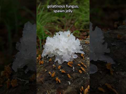 The Weirdest Stuff You’ll Ever Find in Your Front Yard | Star Jelly #paranormal #funfacts #history