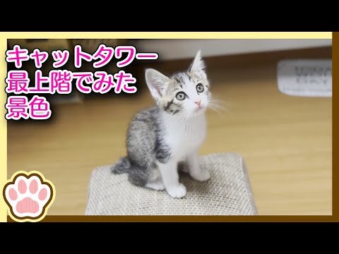 キャットタワー最上階でみた景色 / The view on the top floor of the cat tower