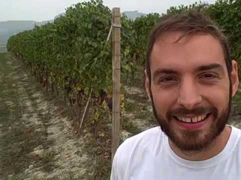 DBGitalia with Daniele Grasso of Serralunga's La Briccolina as he begins the harvest, Oct'19