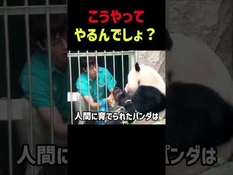 人間に育てられたパンダ