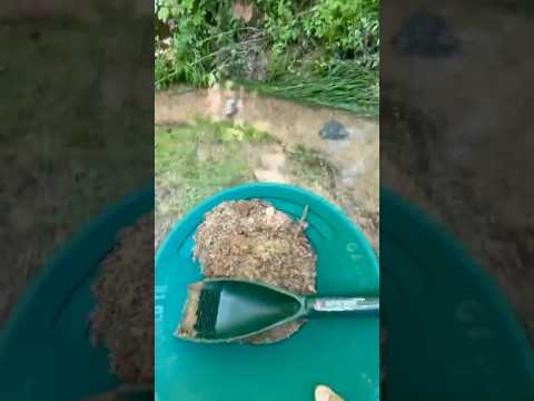 Test Panning My Secret Spot Nugget Bay with the Garrett Gold Trap!
