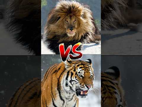 Barbary Lion vs Siberian Tiger – who would win in a legendary battle? #wildanimals #shorts