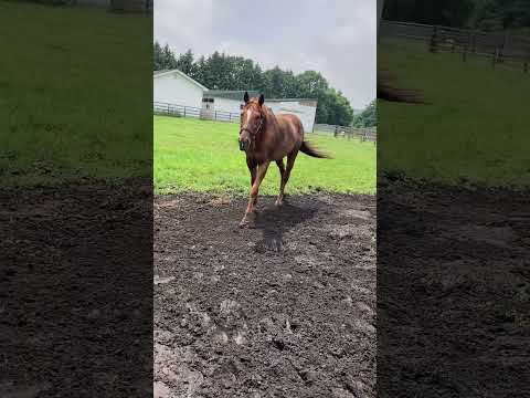 挨拶に来てくれたスマートファルコン#競走馬