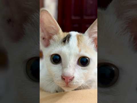 Cat love ❤️  #cat #catvide #catlover #viralreels #viralvideos #pets #biral #mypet #busylifeeasyvlog