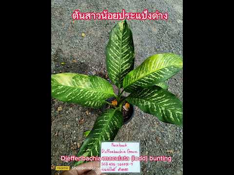 ต้นสาวน้อยประแป้งด่าง Dieffenbachia maculata (lodd.) bunting หรือ Dieffenbachia Picta Schott