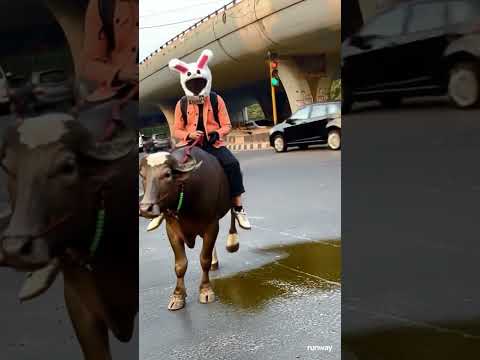 Guy in Bunny Helmet Rides a Bull Through Traffic… Then THIS Happens! 😂🐰💥