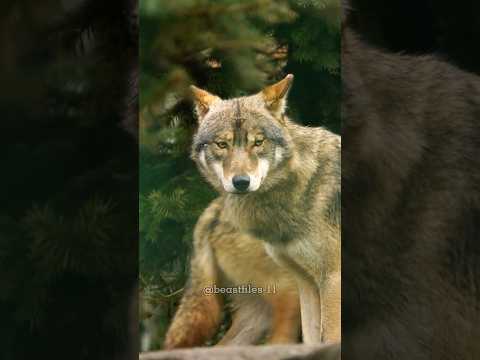 What if wolves were released into the Amazon rainforest? #wildanimals   #wolves  #amazoneforest