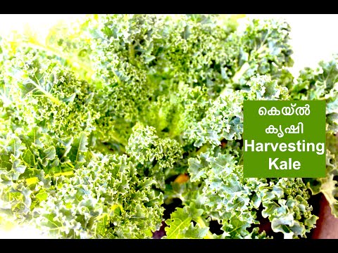 കെയ്ൽ കൃഷി / How to grow organic Kale @home / San Jose, California | USA Malayalam vlog