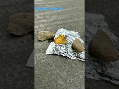 Saving a bee!