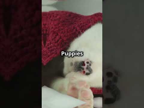 Top 5 least known facts about dogs 🐕#dogs #facts #shortvideo