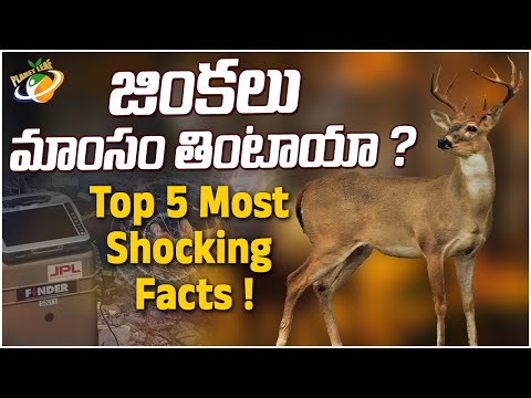 జింకలు మాంసం తింటాయా ? Top 5 Most Shocking Facts || Planet Leaf