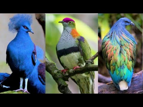 10 Most Beautiful Pigeons on  Planet Earth | 10 Beautiful pigeons #Pigeon #amazingbirds #birdslover