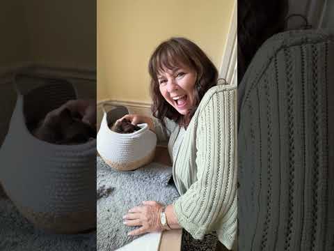 Not where I expected to find the cat to be honest 😸😂 #cats #funnyanimals #funnycatvideos  #animals