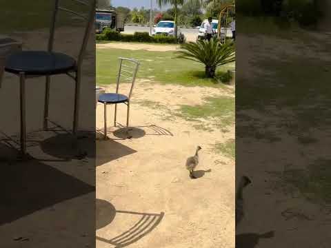 duck in the hotel 🦆😅 #shortvideo #trending #dog #ducks #ducky #hotels #subscribers #shorts #short