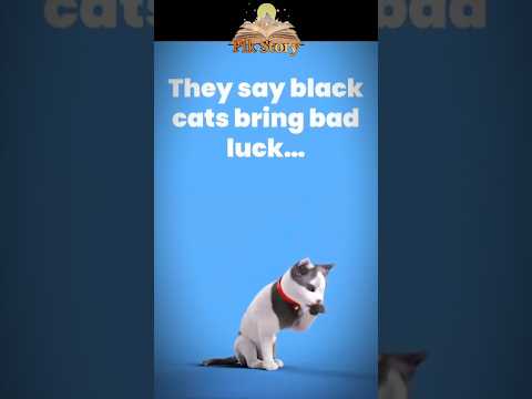 They Lied About Black Cats — Here’s What They’re Really Hiding
