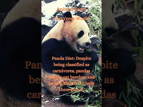 Pandas Favorite Food #animals #shorts