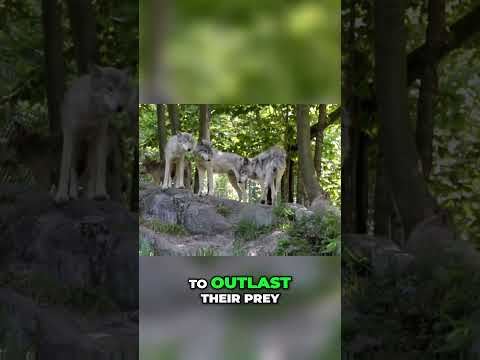 Wolves: Nature's Ultimate Predator