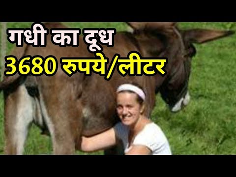 Jenny Milk/ Donkey Milk benefits/गधी  का दूध /gdhi ka doodh