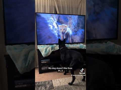 Everybody hates Scar from Lion King, even dogs! 😂😂😂