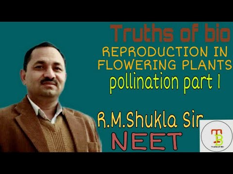 Pollination (Anemophily or wind pollination) class 12 Reproduction in flowering plants #NEET #AIIMS
