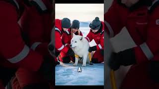Arctic Rescue: A Tale of Courage and Compassion