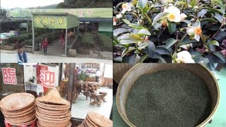 全台最大場茶葉專賣店 南投縣國姓鄉—台埔茶園