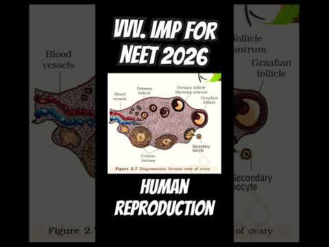 Digramatic view of Ovary ( Human Reproduction) #biology #neet #science #biologylab #ncert#trending