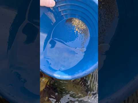 Not bad for a couple hours 🥵 #goldpanning #goldprospecting #goldrush