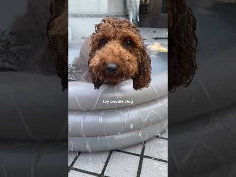 プールより温泉派なトイプードルの日常vlog🐶🎀 #トイプードル  #vlog #日常vlog #犬のいる暮らし #犬動画