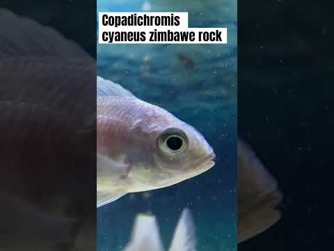 Vibrant Copadichromis Cyaneus Zimbawe Rock male. He is still young with potential #MalawiCichlidTank