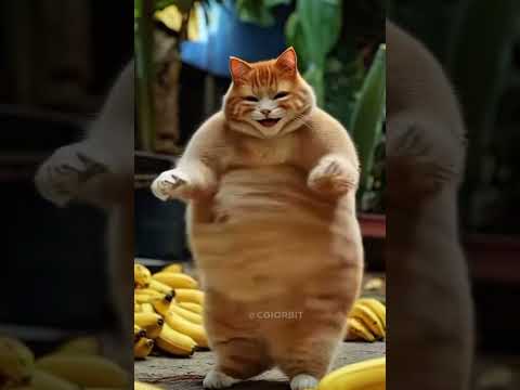 #funnycats #viralreels #funny