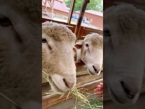 양떼쨩~🐑Hi❣️나니가스키~😍☘️