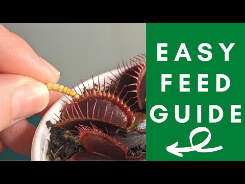 The Ultimate Venus Flytrap Feeding Guide: Simple Steps to Feed Your Venus Flytrap