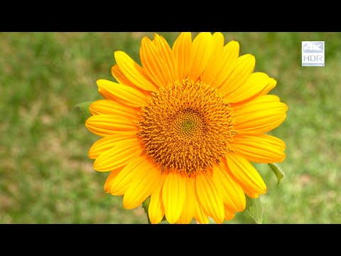 4K HDR The Wedding Sony TV Demo