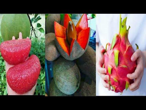 5 Exsotic fruits you Won't Believe Actually exist #Exsoticfruits #fruit #Expensive #amazinfruits