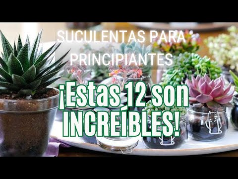 Las 12 Suculentas Más Fáciles De Cuidar Para Principiantes