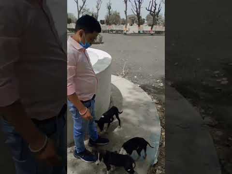 #chinu&Roxy#doglover #shorts #youtubeshorts #love