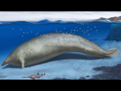 Was This Prehistoric Whale Really Bigger Than A Blue Whale?